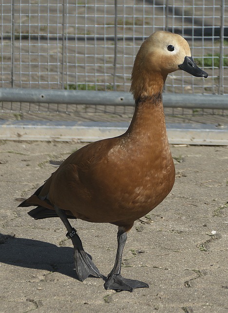 莎头